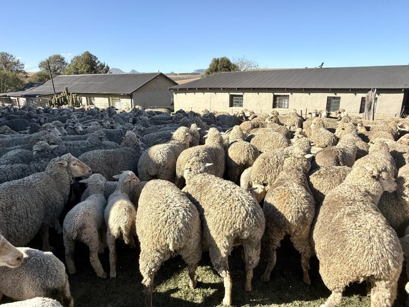 0 Bedroom Property for Sale in Harrismith Free State